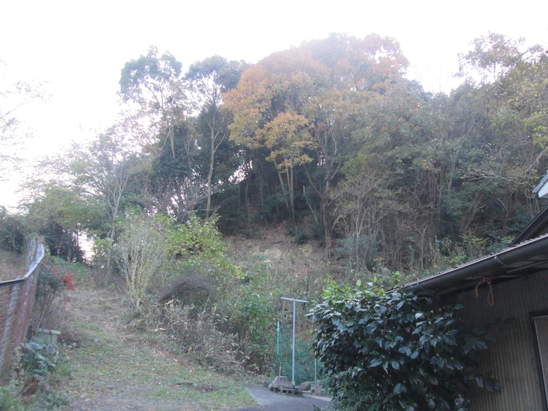 大阪府阪南市の山林